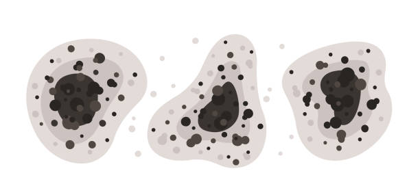 Best Mold-Related Health Consultation  in Walnut Creek, NC